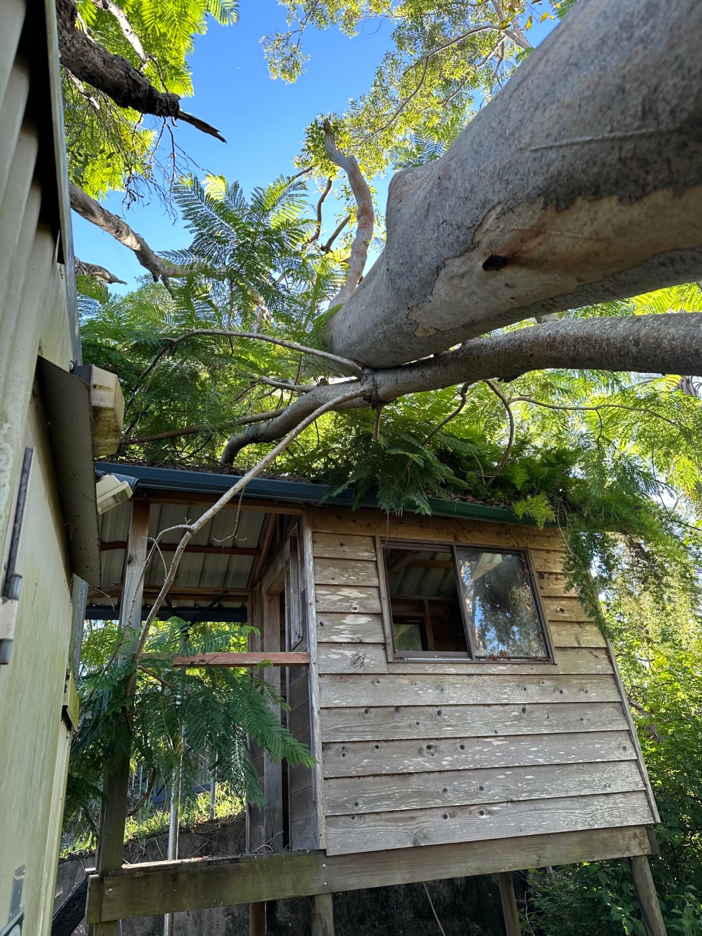 Large gum limb fallen across the roof of a timber outbuilding after a storm